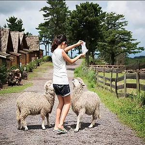 Yangtte Farm 제주